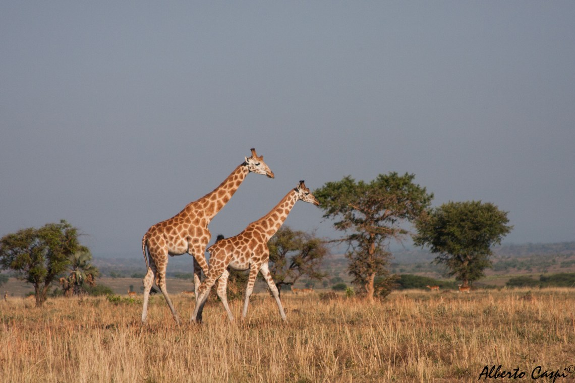 Giraffes