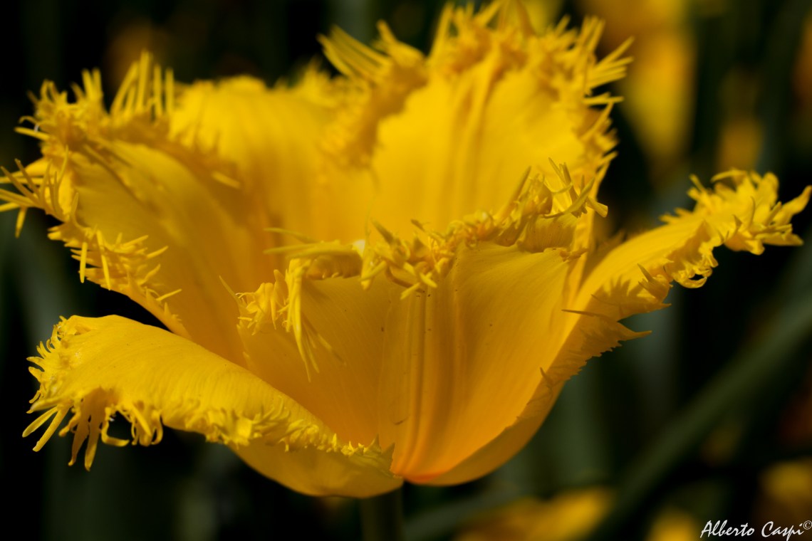 Yellow-florer---Floriade